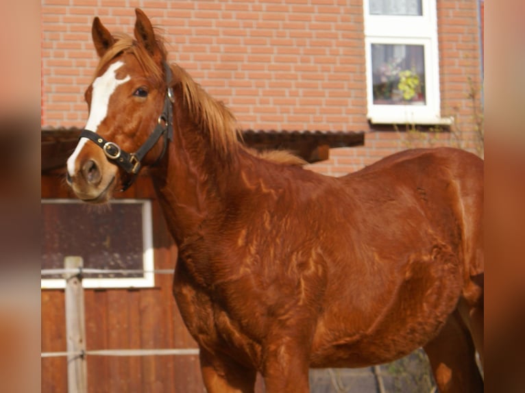 American Paint Horse Hengst 1 Jaar 155 cm Donkere-vos in Velpke