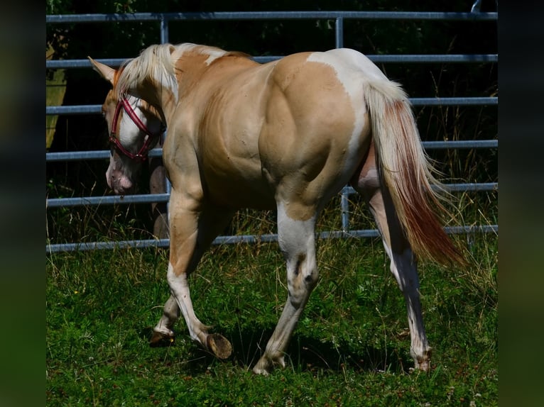 American Paint Horse Hengst 1 Jaar 155 cm Gevlekt-paard in Obertaufkirchen