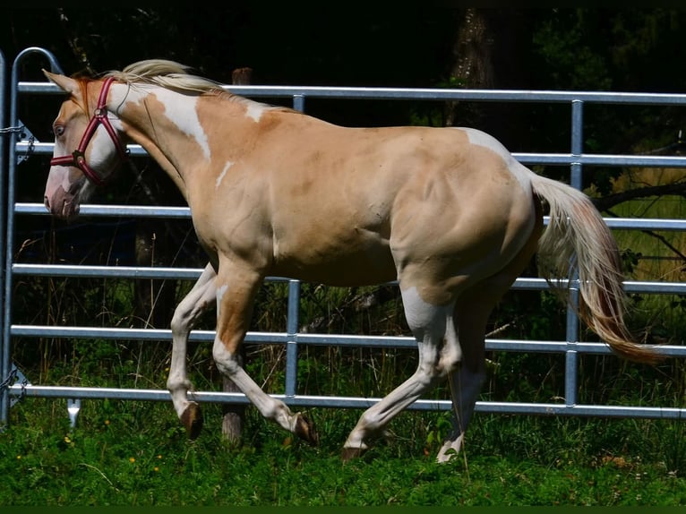 American Paint Horse Hengst 1 Jaar 155 cm Gevlekt-paard in Obertaufkirchen