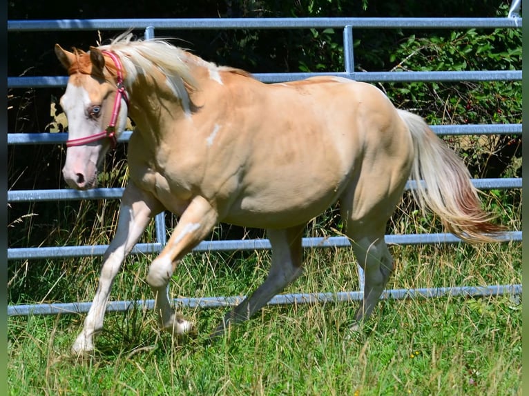 American Paint Horse Hengst 1 Jaar 155 cm Gevlekt-paard in Obertaufkirchen