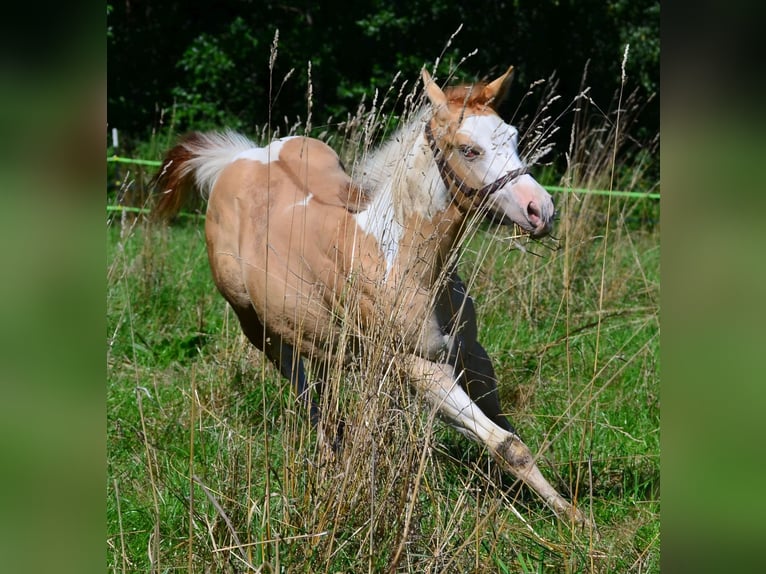 American Paint Horse Hengst 1 Jaar 155 cm Gevlekt-paard in Obertaufkirchen