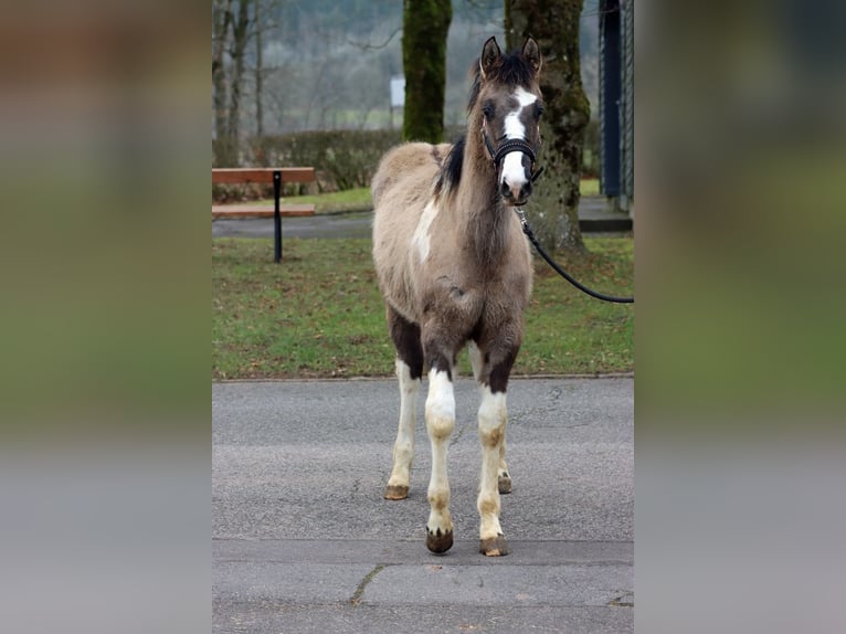 American Paint Horse Hengst 1 Jaar 155 cm Grullo in Hellenthal