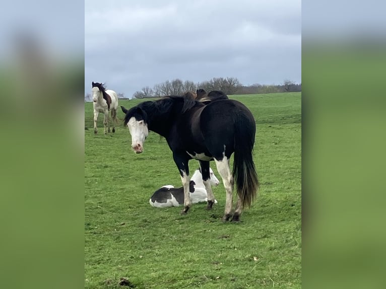 American Paint Horse Hengst 1 Jaar 155 cm Overo-alle-kleuren in Goulles