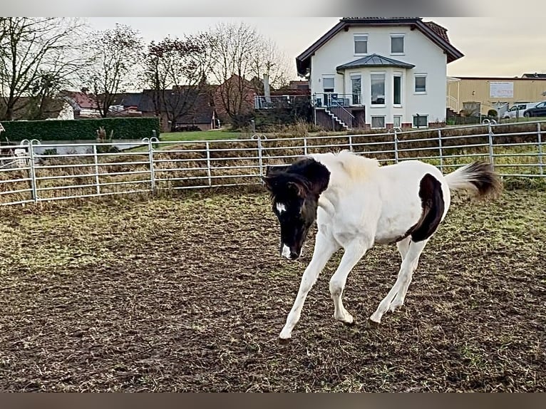 American Paint Horse Hengst 1 Jaar 155 cm Tobiano-alle-kleuren in FritzlarFritzlar