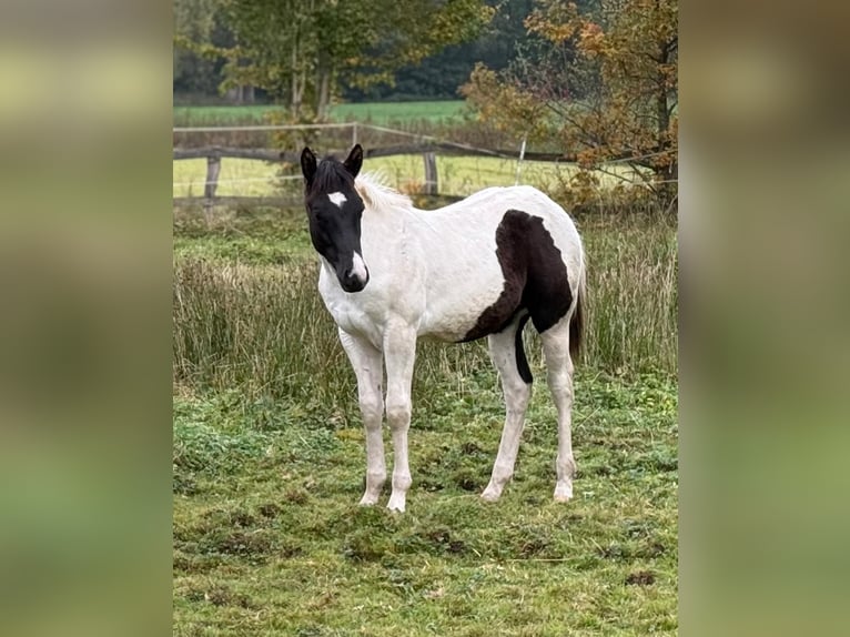 American Paint Horse Hengst 1 Jaar 155 cm Tobiano-alle-kleuren in FritzlarFritzlar