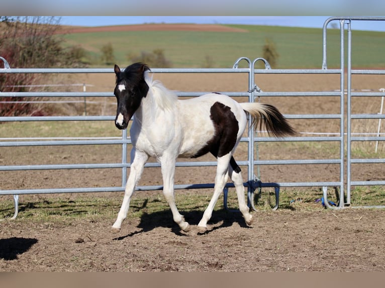 American Paint Horse Hengst 1 Jaar 155 cm Tobiano-alle-kleuren in FritzlarFritzlar