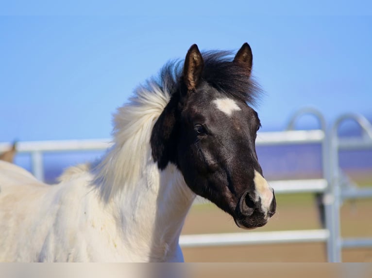 American Paint Horse Hengst 1 Jaar 155 cm Tobiano-alle-kleuren in FritzlarFritzlar