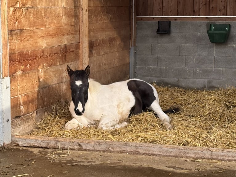 American Paint Horse Hengst 1 Jaar 155 cm Tobiano-alle-kleuren in FritzlarFritzlar
