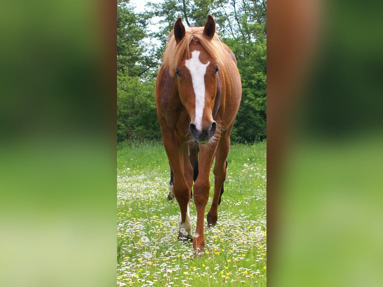 American Paint Horse Hengst 1 Jaar 155 cm Vos in Velpke