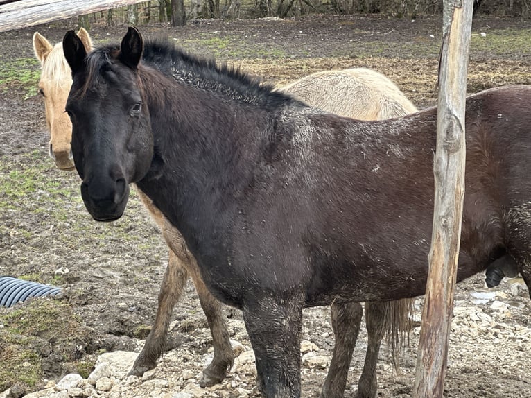 American Paint Horse Hengst 1 Jaar 156 cm Overo-alle-kleuren in Opi