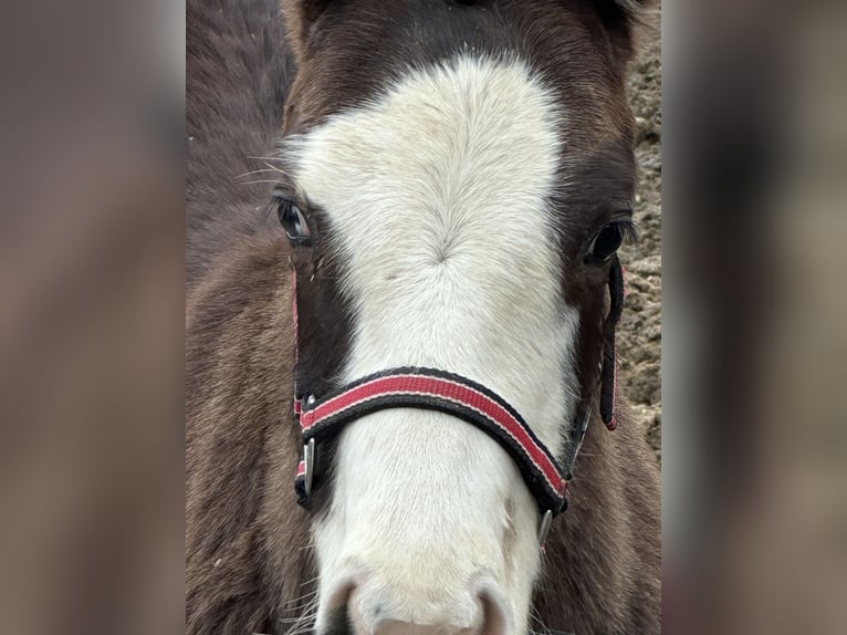 American Paint Horse Hengst 1 Jaar 156 cm Overo-alle-kleuren in Opi