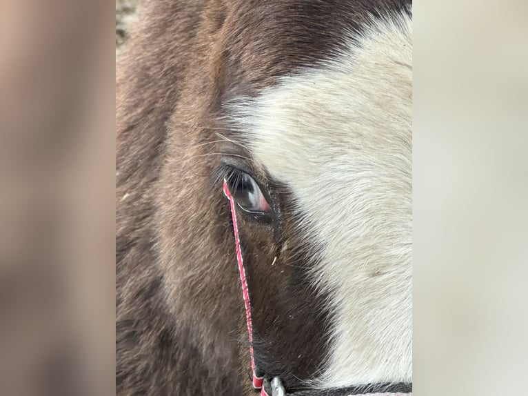 American Paint Horse Hengst 1 Jaar 156 cm Overo-alle-kleuren in Opi