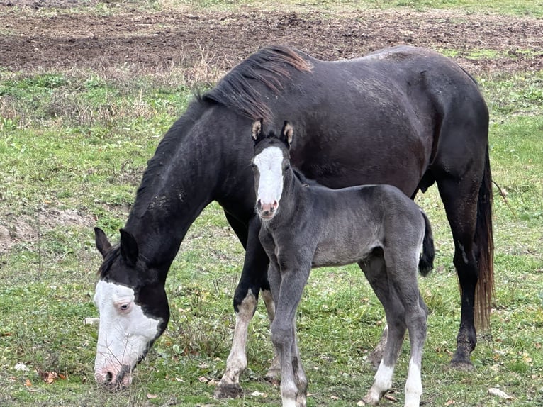 American Paint Horse Hengst 1 Jaar 156 cm Overo-alle-kleuren in Opi