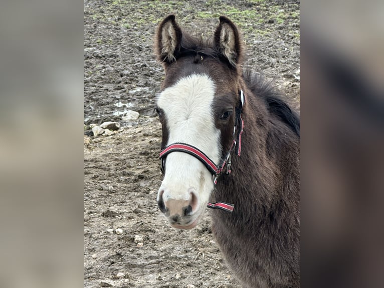 American Paint Horse Hengst 1 Jaar 156 cm Overo-alle-kleuren in Opi