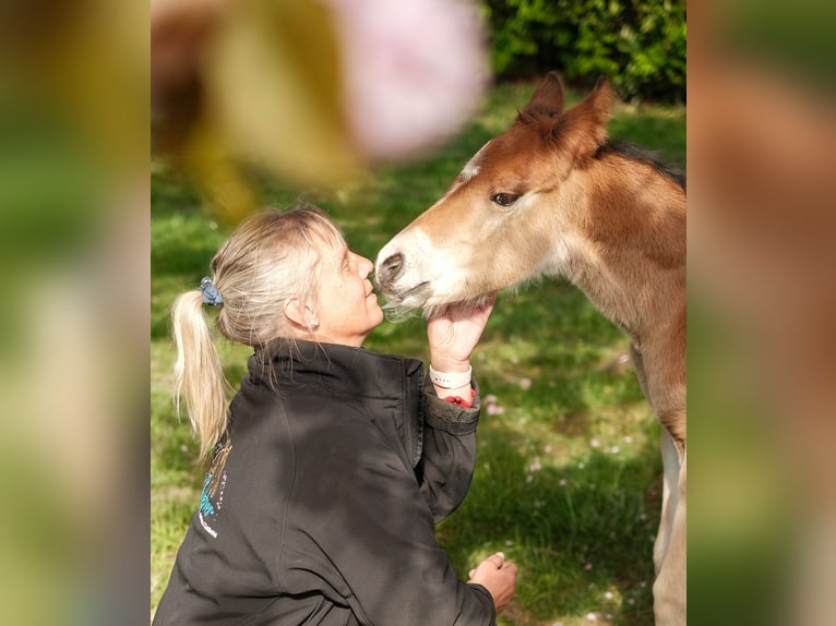 American Paint Horse Hengst 1 Jaar 157 cm Bruin in Ritterhude