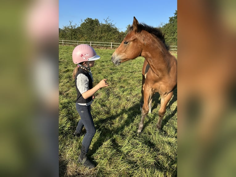 American Paint Horse Hengst 1 Jaar 157 cm Bruin in Ritterhude