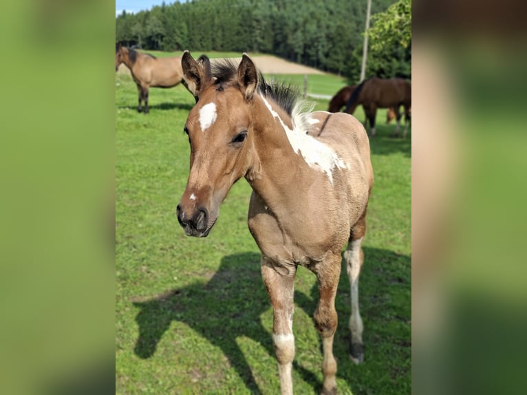 American Paint Horse Hengst 1 Jaar 158 cm Falbe in March