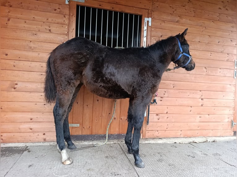 American Paint Horse Hengst 1 Jaar 160 cm Roodbruin in Zakupy