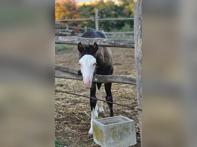 American Paint Horse Hengst 1 Jaar Donkerbruin in Roma