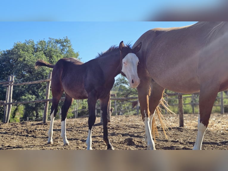 American Paint Horse Hengst 1 Jaar Donkerbruin in Roma