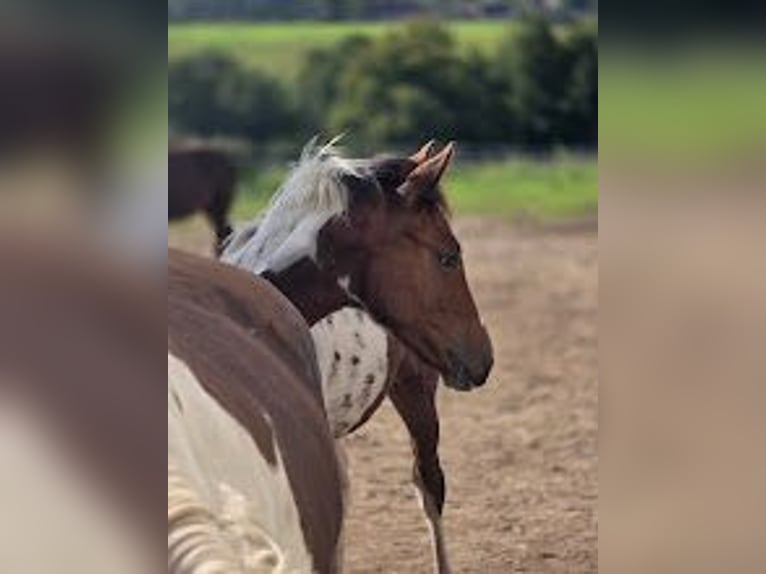 American Paint Horse Hengst 1 Jaar Gevlekt-paard in VAUMAS