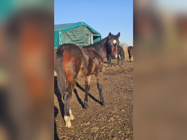 American Paint Horse Mix Hengst 1 Jaar  in Gramzow