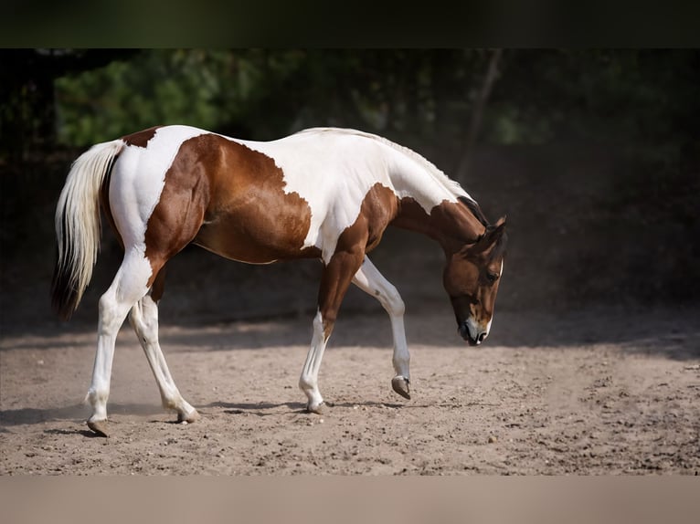 American Paint Horse Hengst 1 Jaar Tobiano-alle-kleuren in Sankt Leon-Rot