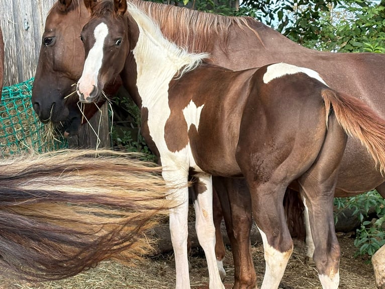 American Paint Horse Hengst 1 Jaar Tobiano-alle-kleuren in Arnstorf