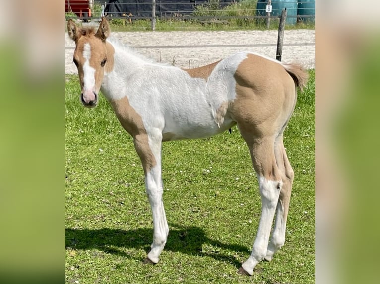 American Paint Horse Hengst 1 Jaar Tobiano-alle-kleuren in Halle