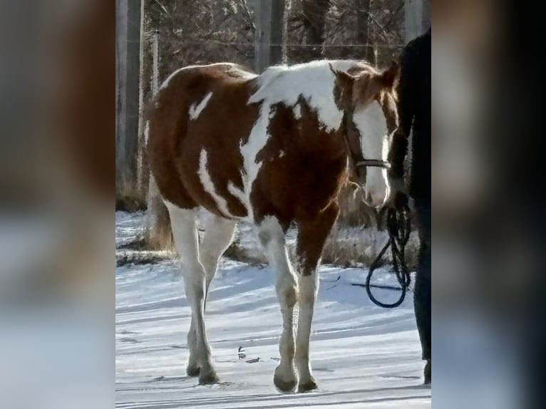 American Paint Horse Hengst 1 Jaar Tovereo-alle-kleuren in Theresienfeld