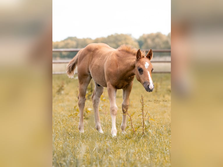 American Paint Horse Hengst 1 Jaar Vos in Lahn