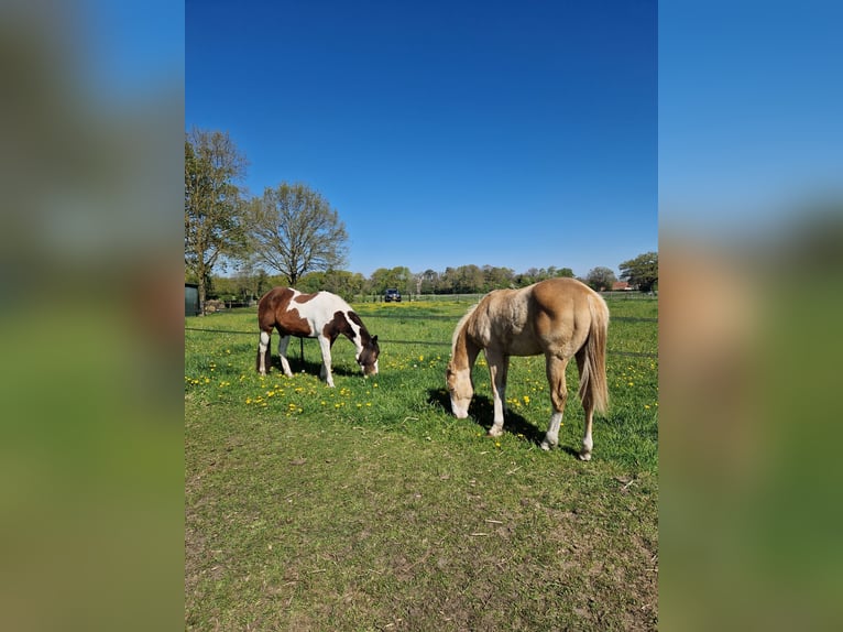 American Paint Horse Hengst 1 Jahr 140 cm Champagne in Delden