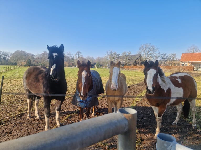 American Paint Horse Hengst 1 Jahr 140 cm Champagne in Delden