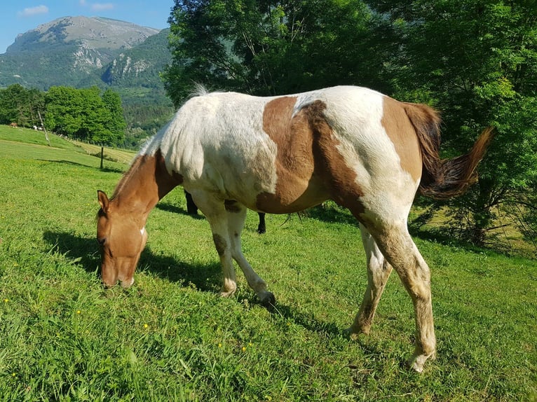 American Paint Horse Hengst 1 Jahr 141 cm Tobiano-alle-Farben in Abaltzisketa