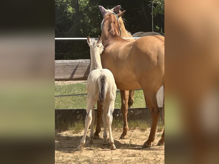 American Paint Horse Hengst 1 Jahr 145 cm Buckskin in Liebenau