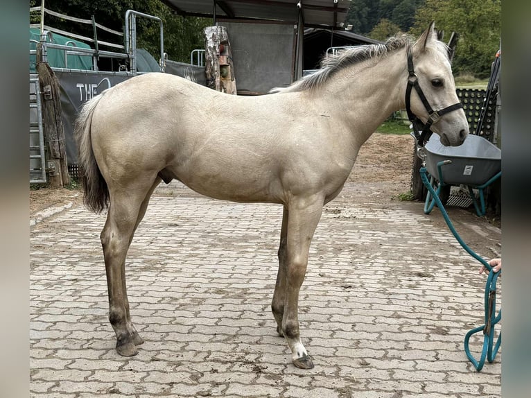 American Paint Horse Hengst 1 Jahr 145 cm Buckskin in Liebenau