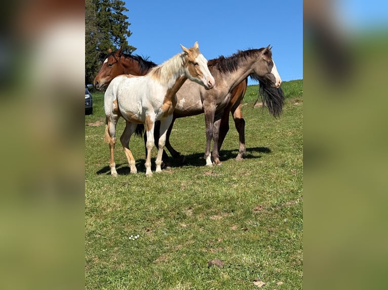 American Paint Horse Hengst 1 Jahr 145 cm Champagne in Vaux sur sure