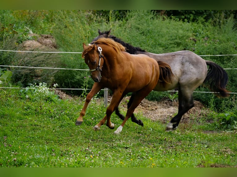 American Paint Horse Hengst 1 Jahr 145 cm Rotfuchs in Liptovský Mikuláš