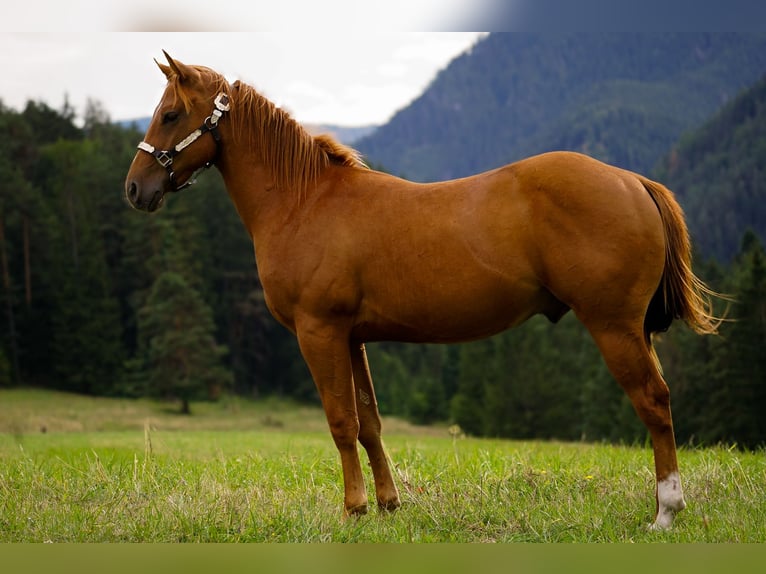 American Paint Horse Hengst 1 Jahr 145 cm Rotfuchs in Liptovský Mikuláš