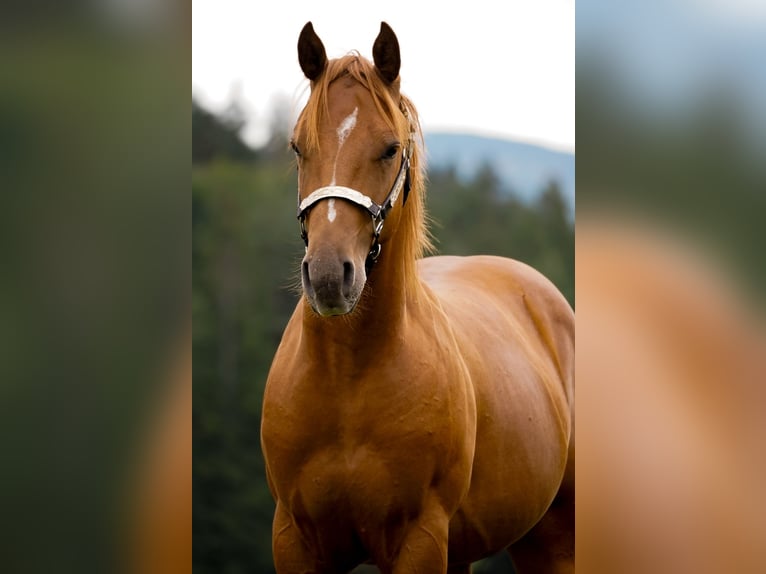 American Paint Horse Hengst 1 Jahr 145 cm Rotfuchs in Liptovský Mikuláš
