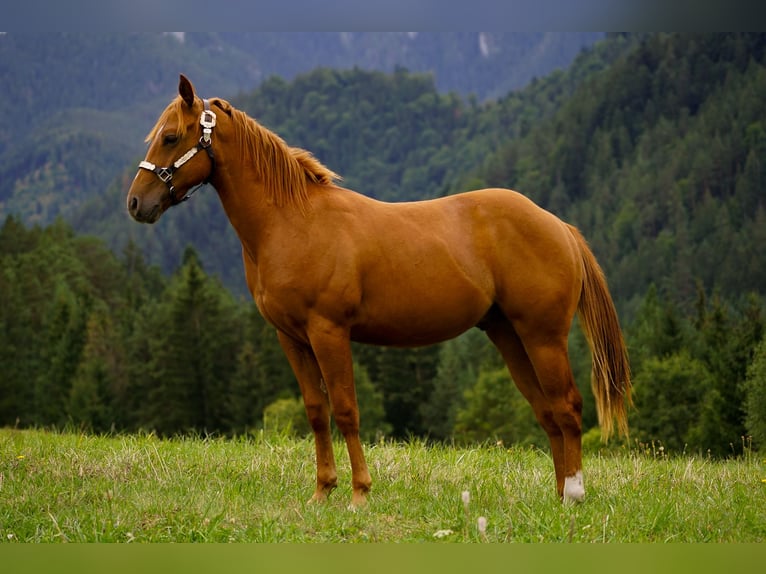 American Paint Horse Hengst 1 Jahr 145 cm Rotfuchs in Liptovský Mikuláš