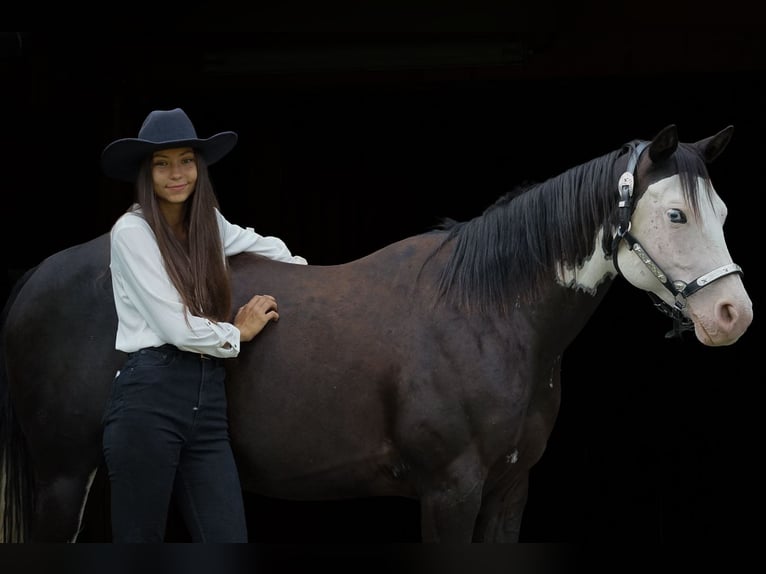 American Paint Horse Hengst 1 Jahr 145 cm Rotfuchs in Liptovský Mikuláš