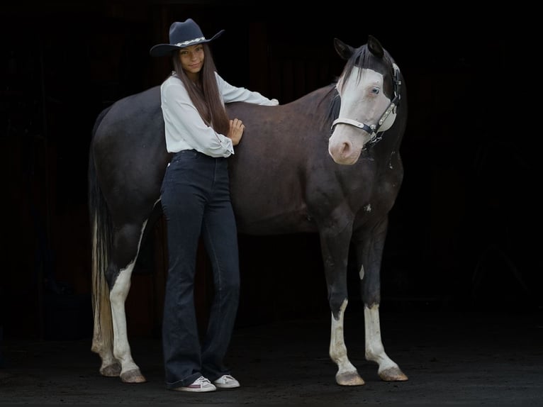 American Paint Horse Hengst 1 Jahr 145 cm Rotfuchs in Liptovský Mikuláš