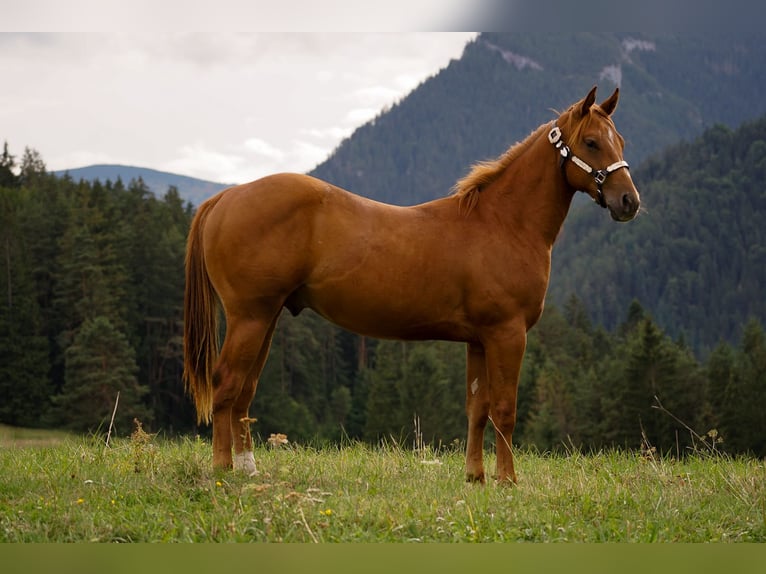 American Paint Horse Hengst 1 Jahr 145 cm Rotfuchs in Liptovský Mikuláš