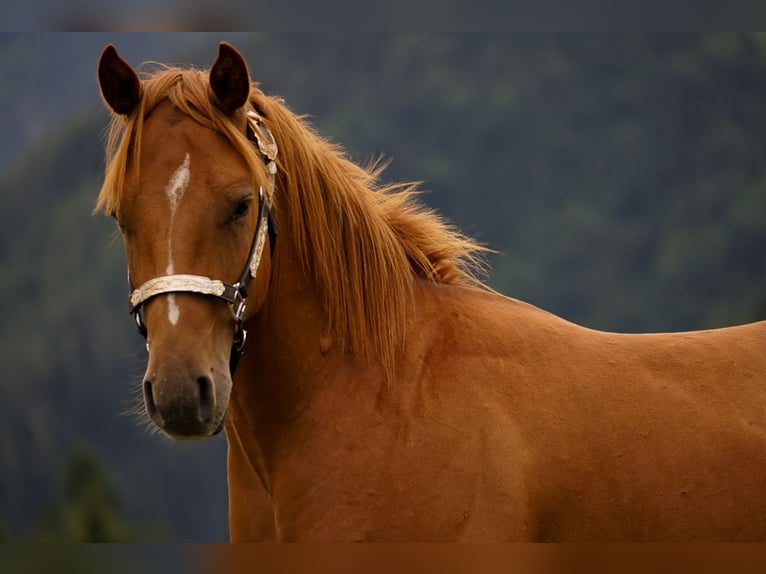 American Paint Horse Hengst 1 Jahr 145 cm Rotfuchs in Liptovský Mikuláš