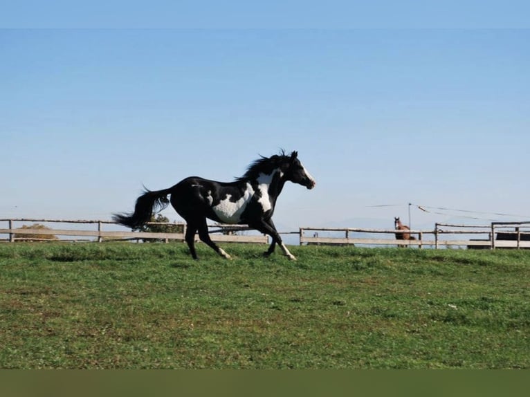 American Paint Horse Hengst 1 Jahr 145 cm Rotfuchs in Liptovský Mikuláš