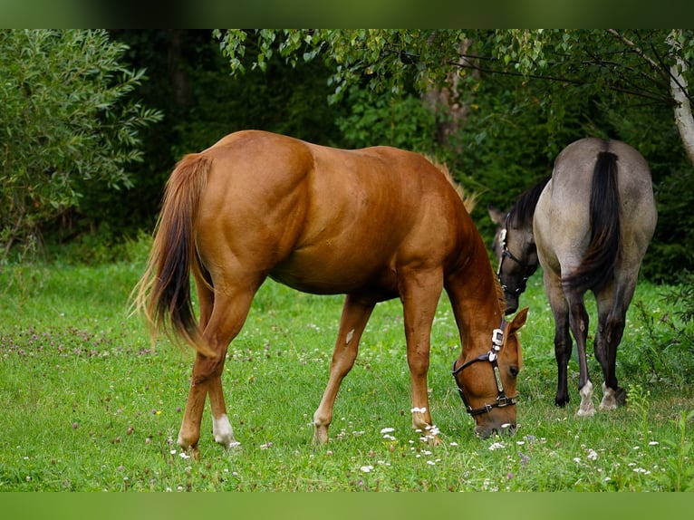 American Paint Horse Hengst 1 Jahr 145 cm Rotfuchs in Liptovský Mikuláš