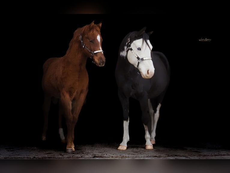 American Paint Horse Hengst 1 Jahr 145 cm Rotfuchs in Liptovský Mikuláš