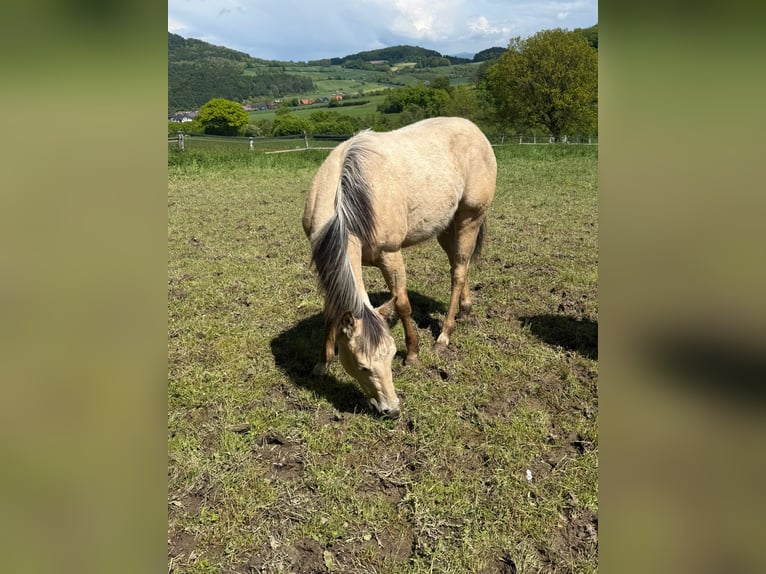 American Paint Horse Hengst 1 Jahr 147 cm Buckskin in Liebenau