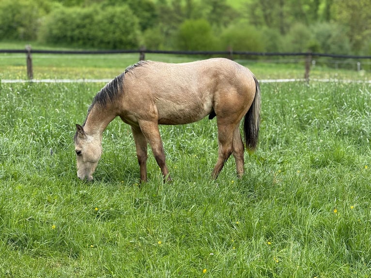 American Paint Horse Hengst 1 Jahr 147 cm Buckskin in Liebenau